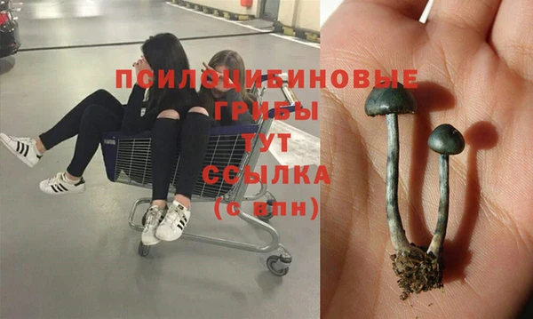 ПСИЛОЦИБИНОВЫЕ ГРИБЫ Балабаново